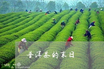 普洱茶的末日/2023042775715