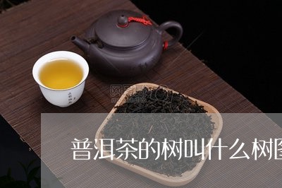 普洱茶的树叫什么树图片/2023082495949