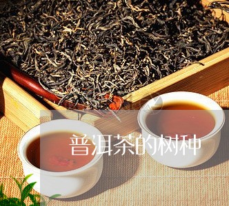 普洱茶的树种/2023042992762