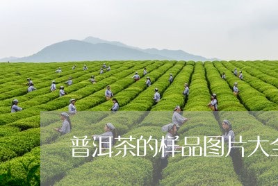 普洱茶的样品图片大全集/2023082415828