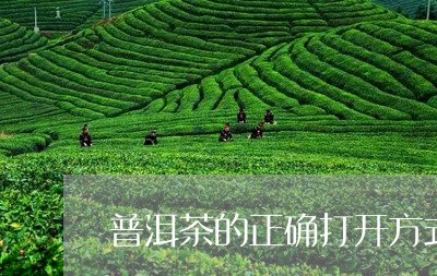 普洱茶的正确打开方式/2023112713025