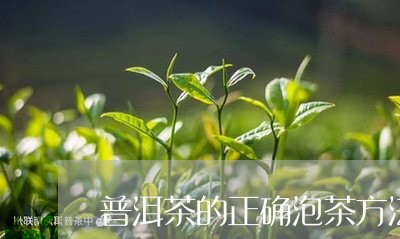 普洱茶的正确泡茶方法/2023062504948