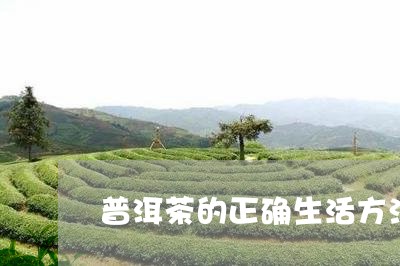 普洱茶的正确生活方法/2023100674826