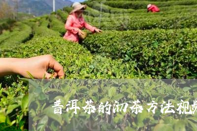 普洱茶的沏茶方法视频/2023110335140