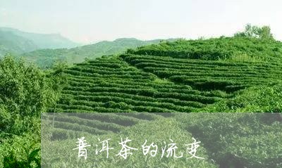 普洱茶的流变/2023042622520