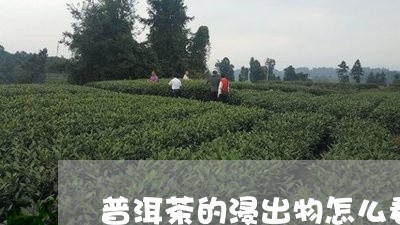 普洱茶的浸出物怎么看/2023072203828