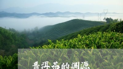 普洱茶的渊源/2023042990899