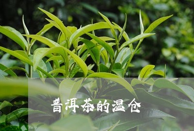 普洱茶的湿仓/2023042598164