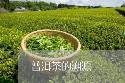 普洱茶的溯源/2023042879006