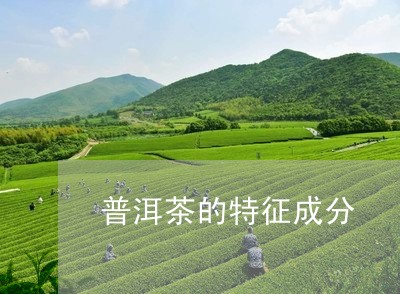 普洱茶的特征成分/2023110379496