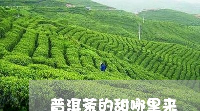 普洱茶的甜哪里来/2023101635049