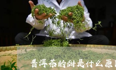 普洱茶的甜是什么原因/2023061815140