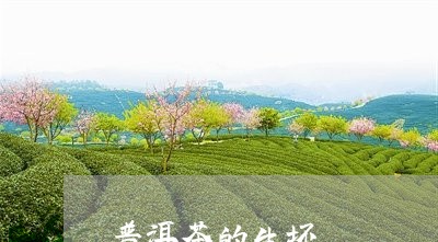 普洱茶的生坯/2023042746198