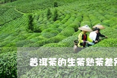 普洱茶的生茶熟茶差别是什么/2023052907269