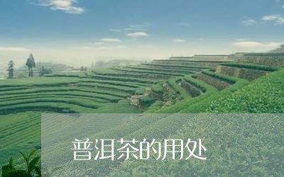 普洱茶的用处/2023042971250