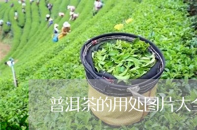 普洱茶的用处图片大全高清/2023082716161