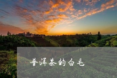 普洱茶的白毛/2023091364818