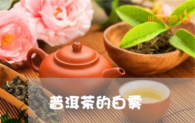 普洱茶的白雾/2023042803881