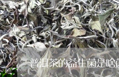 普洱茶的益生菌是啥菌/2023092901585