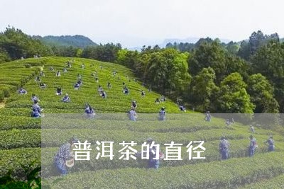 普洱茶的直径/2023042847339