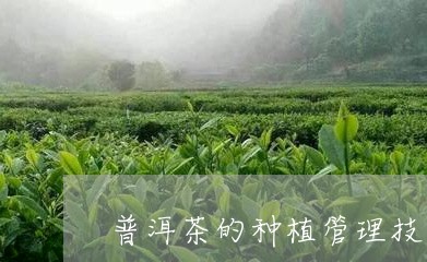 普洱茶的种植管理技术/2023110759584