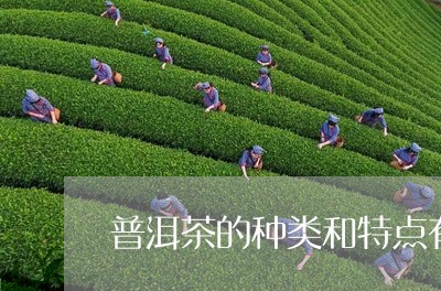 普洱茶的种类和特点有哪些/2023081507481