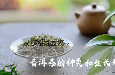 普洱茶的种类和生长环境/2023122047371