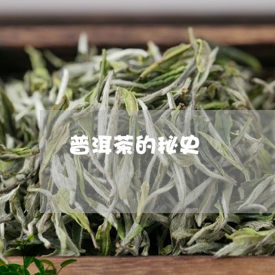 普洱茶的秘史/2023042789700