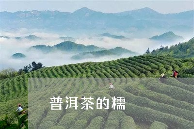 普洱茶的糯/2023090655748