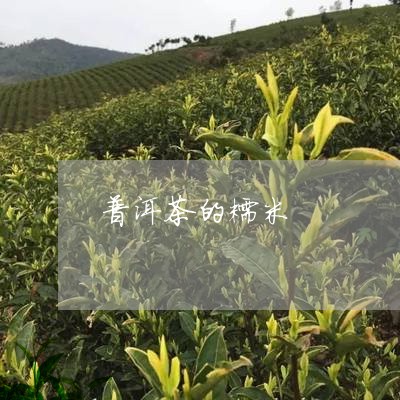 普洱茶的糯米/2023042732758