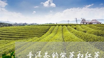 普洱茶的紫芽和红芽/2023091592815