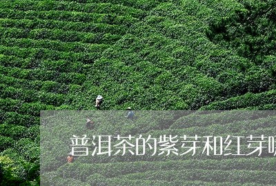 普洱茶的紫芽和红芽哪个好/2023051047472