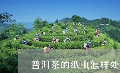 普洱茶的纸虫怎样处理/2023073191926