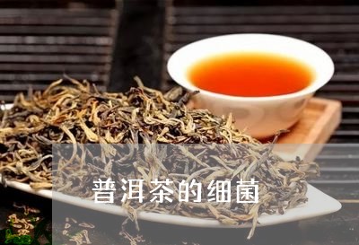 普洱茶的细菌/2023042725892