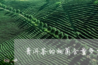 普洱茶的细菌含量多少才好喝/2023083092714