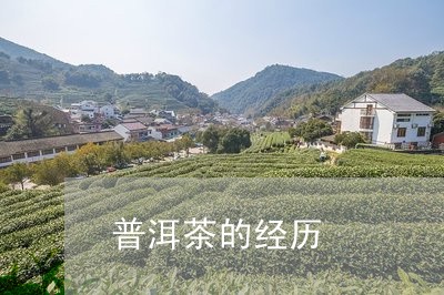 普洱茶的经历/2023091395068