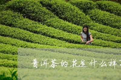 普洱茶的花是什么样子/2023093080592