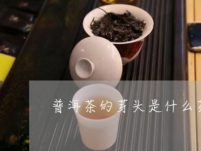 普洱茶的芽头是什么茶/2023062237281