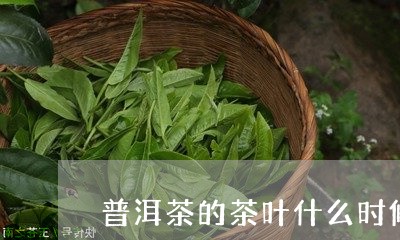 普洱茶的茶叶什么时候采摘/2023110232823