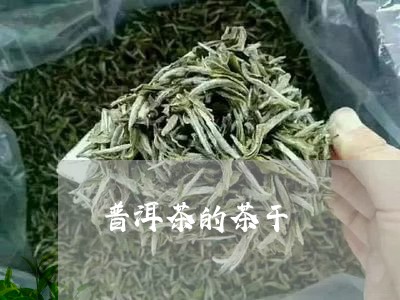 普洱茶的茶干/2023042865456