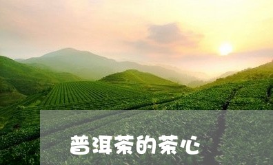 普洱茶的茶心/2023042810636