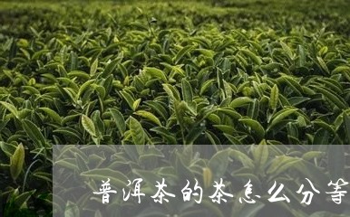 普洱茶的茶怎么分等级/2023062972627