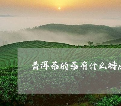 普洱茶的茶有什么特点/2023100747392