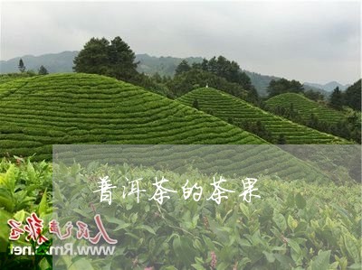 普洱茶的茶果/2023042918672