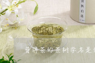 普洱茶的茶树学名是什么/2023102489504