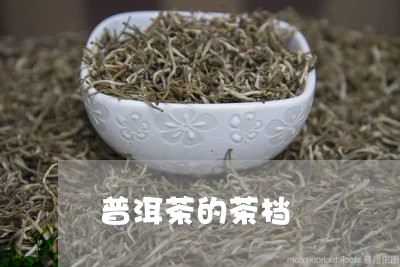 普洱茶的茶档/2023042902704