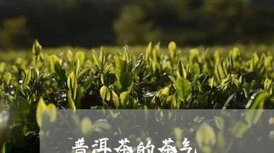 普洱茶的茶气/2023042917517