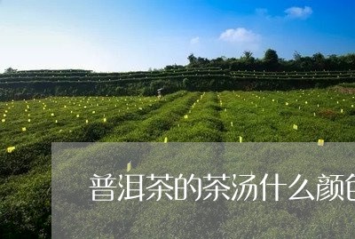 普洱茶的茶汤什么颜色/2023100712814