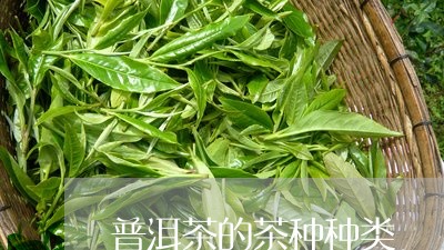 普洱茶的茶种种类/2023110720704