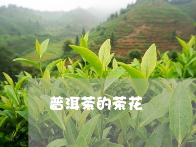 普洱茶的茶花/2023042835666